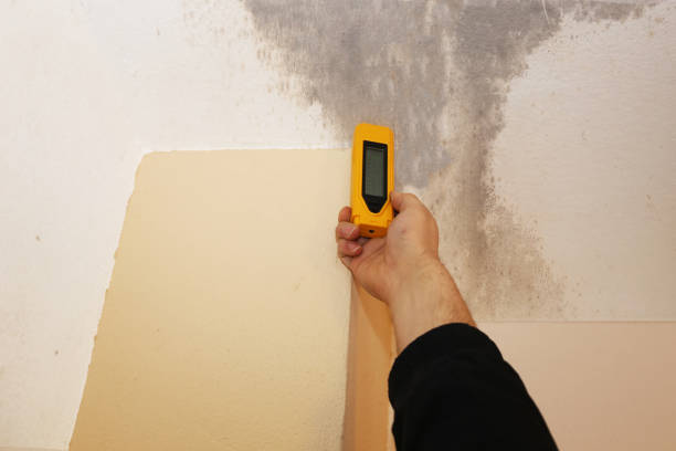 Best Attic Mold Removal  in Ludington, MI