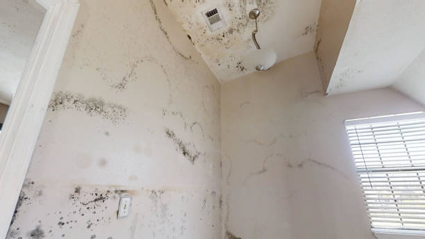 Best Industrial Mold Remediation  in Ludington, MI
