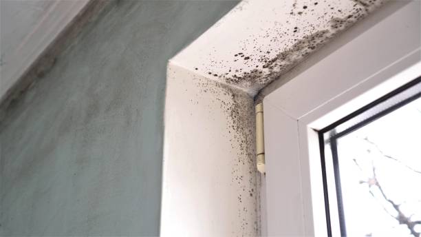 Trusted Ludington, MI Mold Removal Experts