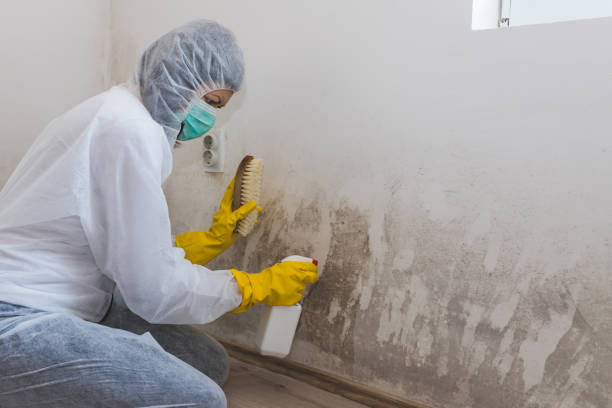 Best HVAC Mold Inspection and Cleaning  in Ludington, MI