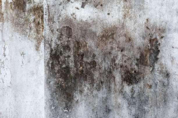 Best Basement Mold Removal  in Ludington, MI