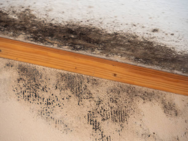 Best Indoor Air Quality Assessment  in Ludington, MI