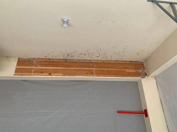 Best Biohazard Mold Removal  in Ludington, MI