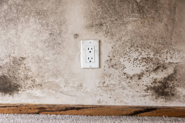 Best Mold Prevention Services  in Ludington, MI