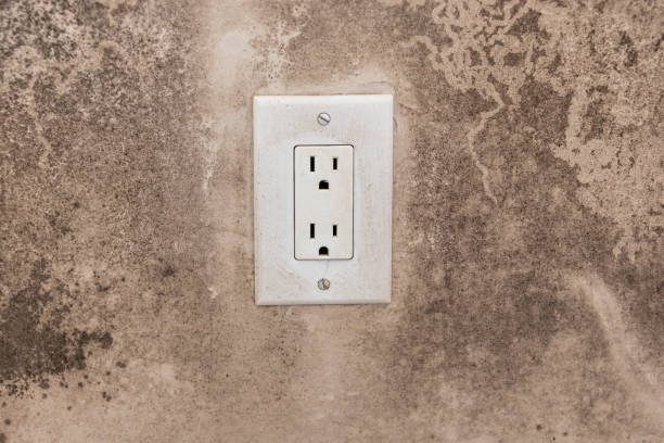 Best Dehumidification Services  in Ludington, MI