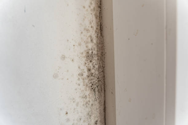 Best Mold Damage Restoration  in Ludington, MI