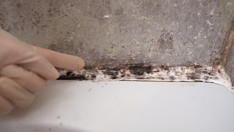 Best Forensic Mold Investigation  in Ludington, MI