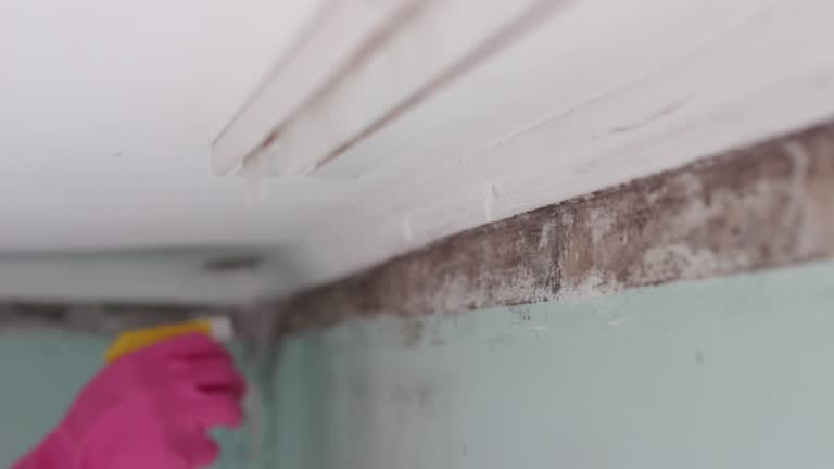 Best Post-Construction Mold Inspection  in Ludington, MI