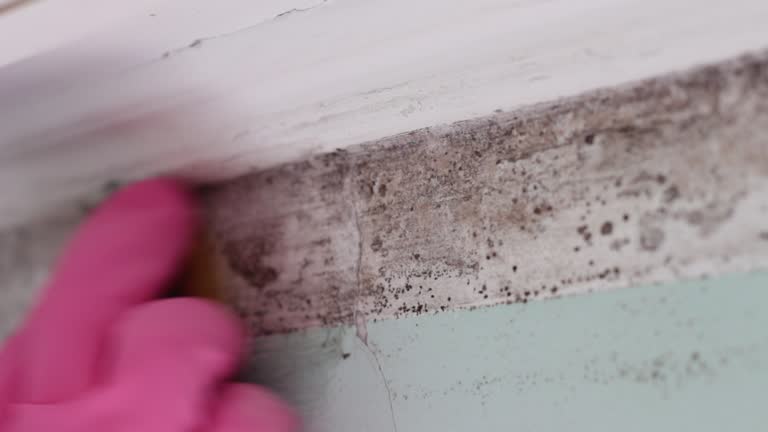 Best Commercial Mold Inspection  in Ludington, MI